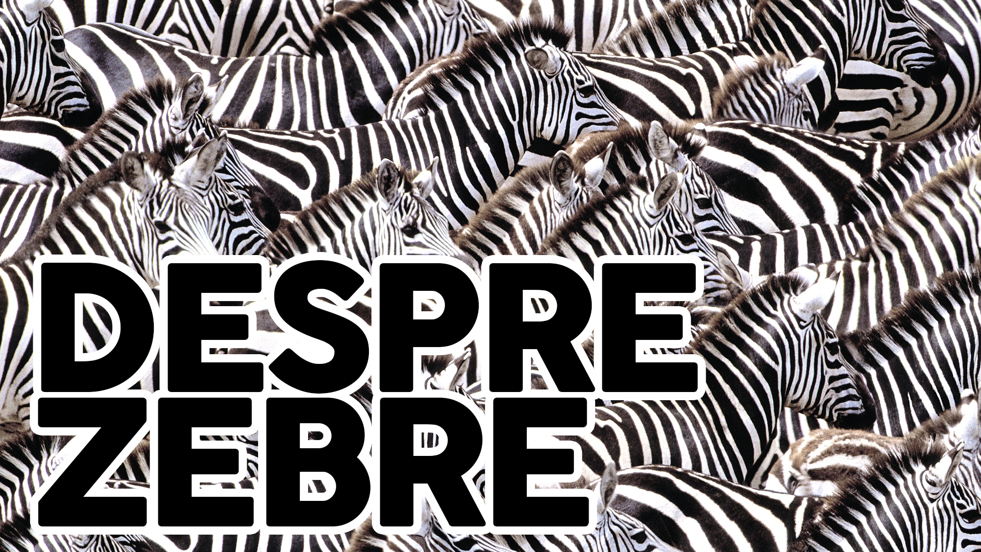 Despre Zebre. Clip 14